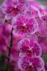 Flower, orchid. Art Print